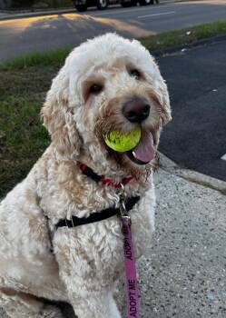 Duke -  Goldendoodle Dog for Adoption in Norwalk, Connecticut - Duke | PetCurious