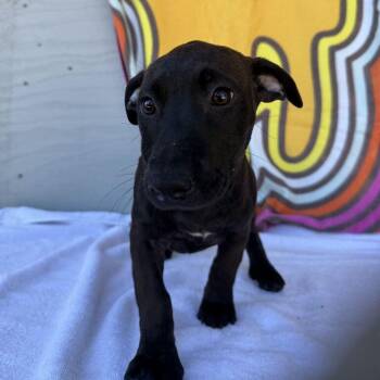 Brisket -  Labrador Retriever and Mixed Breed Dog for Adoption in Carencro, Louisiana - Brisket | PetCurious