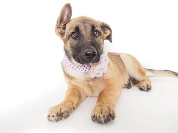 Shepherd and German Shepherd Dog Dogs Available for Adoption in Phoenix, Arizona - Boo Boo | PetCurious