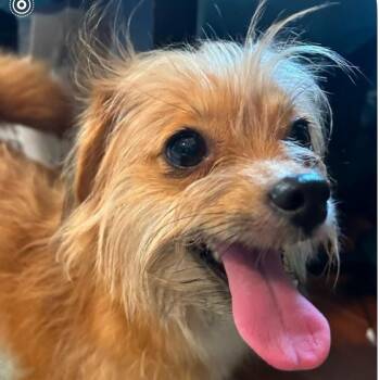 Priya -  Chihuahua and Terrier Dog for Adoption in Santa Fe, Texas - Priya | PetCurious