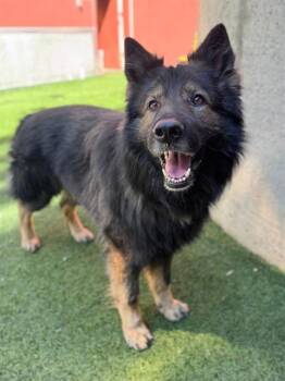 German Shepherd Dog Dogs Available for Adoption - ASLAN | PetCurious
