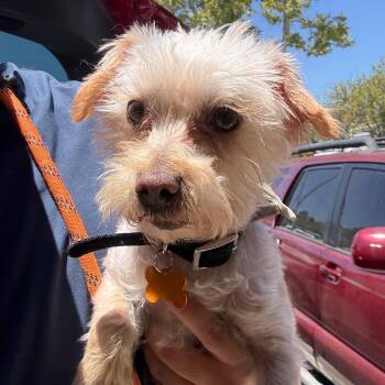 Clayton - Costa Mesa Location -  Maltese and Mixed Breed Dog for Adoption in Chino Hills, California - Clayton - Costa Mesa Location | PetCurious