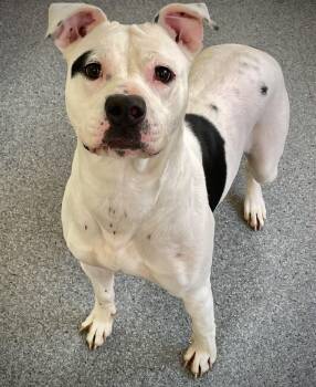 Georgia -  Pit Bull Terrier Dog for Adoption in Covington, Virginia - Georgia | PetCurious