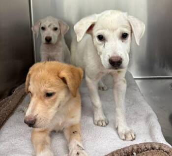 Oakley -  Labrador Retriever Dog for Adoption in Austin, Texas - Oakley | PetCurious