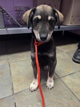 Mixed Breed Dogs Available for Adoption - 60632869 | PetCurious