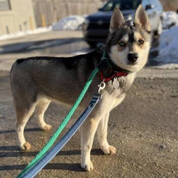 Klee Kai Dogs Available for Adoption - Aldo | PetCurious