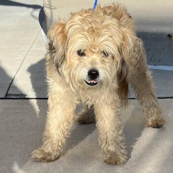 RipTide -  Terrier Dog for Adoption in Greensboro, North Carolina - RipTide | PetCurious