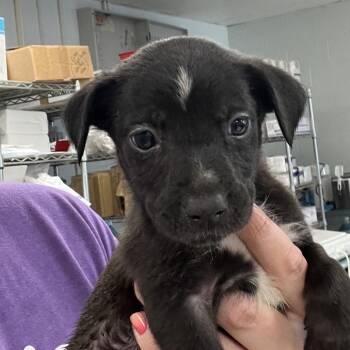 Bugatti -  Rat Terrier and Miniature Pinscher Dog for Adoption in East St. Louis, Illinois - Bugatti | PetCurious