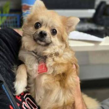 Lucy -  Pomeranian Dog for Adoption in South Elgin, Illinois - Lucy | PetCurious