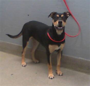 Rescue Rottweiler and Mixed Breed Dogs for Adoption in Las Vegas, Nevada - CHATTERPAWS | PetCurious