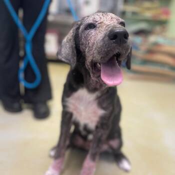 Great Pyrenees and Black Labrador Retriever Dogs Available for Adoption in Valley, Alabama - Margo | PetCurious