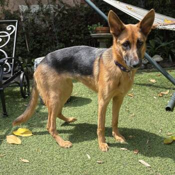 Lark -  German Shepherd Dog Dog for Adoption in Burbank, California - Lark | PetCurious