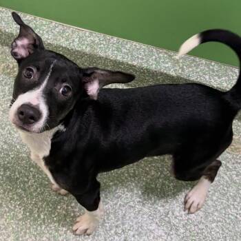 Tobias -  Terrier and Hound Dog for Adoption in Calverton, New York - Tobias | PetCurious