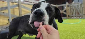 Peppercorn -  Pit Bull Terrier Dog for Adoption in Chestertown, Maryland - Peppercorn | PetCurious