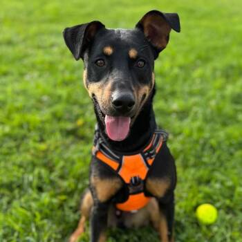 Rescue Mixed Breed Dogs for Adoption in Madison, Wisconsin - Ghee | PetCurious