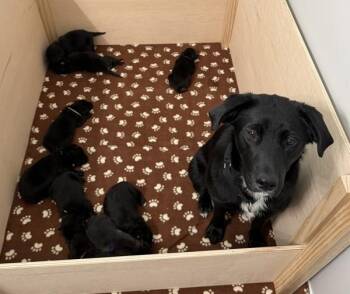 Aspen -  Labrador Retriever and Shepherd Dog for Adoption in Stratham, New Hampshire - Aspen | PetCurious