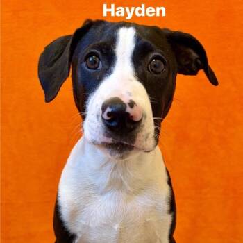 Rescue Mixed Breed Dogs for Adoption in Pekin, Illinois - Hayden | PetCurious