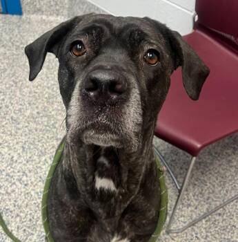 Terra -  Cane Corso Dog for Adoption in Golden, Colorado - Terra | PetCurious