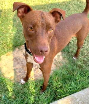 Hershey -  Labrador Retriever and Basenji Dog for Adoption in San Antonio, Texas - Hershey | PetCurious