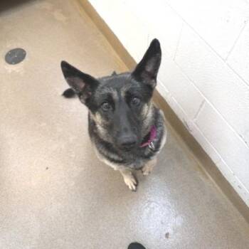 Tamara -  Shepherd and Mixed Breed Dog for Adoption - Tamara | PetCurious