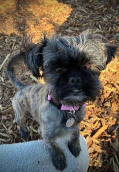 Terrier and Shih Tzu Dogs Available for Adoption in Millcreek, Utah - Rowan | PetCurious