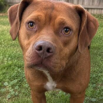 BEARD -  Pit Bull Terrier Dog for Adoption in Cranston, Rhode Island - BEARD | PetCurious