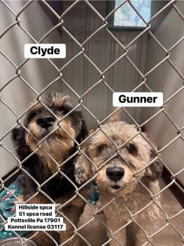 Gunner -  Poodle Dog for Adoption in Pottsville, Pennsylvania - Gunner | PetCurious