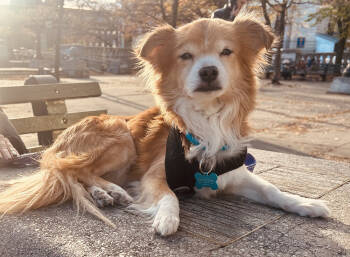 Rescue Chihuahua and Pomeranian Dogs for Adoption in New York, New York - Hunter | PetCurious