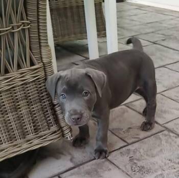 Pepper -  Pit Bull Terrier Dog Available for Adoption in New Bern, North Carolina - Pepper | PetCurious