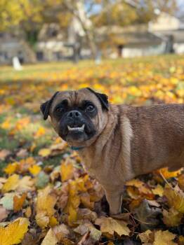 Rescue Mixed Breed Dogs for Adoption in Media, Pennsylvania - Curtis Lowe | PetCurious