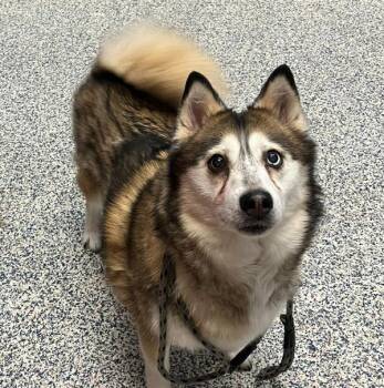 Lili -  Pomeranian and Siberian Husky Dog for Adoption in Golden, Colorado - Lili | PetCurious