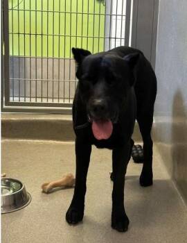 VADER -  Cane Corso Dog for Adoption in Rancho Cucamonga, California - VADER | PetCurious