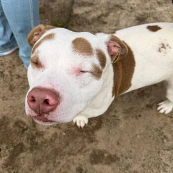 Pit Bull Terrier Dogs Available for Adoption in Vineland, New Jersey - Big Cass | PetCurious