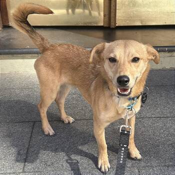 Sesame -  Terrier Dog for Adoption in New York, New York - Sesame | PetCurious