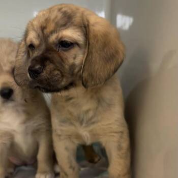 Chase -  Wirehaired Terrier and Mixed Breed Dog for Adoption in Saint Charles, Missouri - Chase | PetCurious