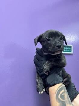 Mixed Breed Dogs Available for Adoption in El Paso, Texas - 60842338 | PetCurious