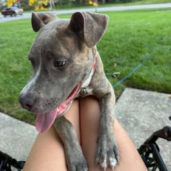 Moon -  Mixed Breed Dog for Adoption in West Olive, Michigan - Moon | PetCurious