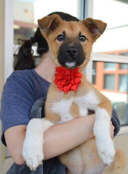 Firefly -  Shepherd Dog for Adoption in Mckinney, Texas - Firefly | PetCurious