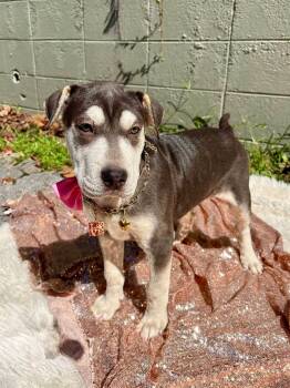Mira -  Terrier and Shar Pei Dog for Adoption in Sevierville, Tennessee - Mira | PetCurious