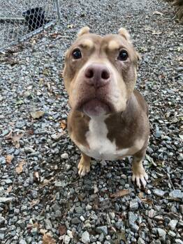 Rescue Pit Bull Terrier Dogs for Adoption in Keysville, Virginia - Dharma | PetCurious