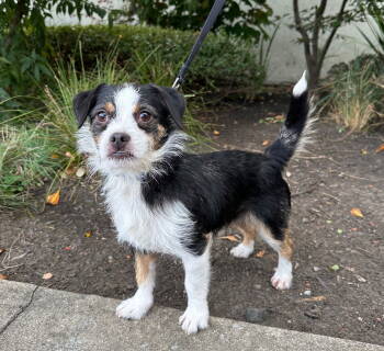 Rescue Beagle and Parson Russell Terrier Dogs for Adoption in Palo Alto, California - Bandana | PetCurious
