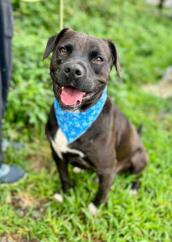 Rescue Mixed Breed Dogs for Adoption in Ellijay, Georgia - Meeko | PetCurious