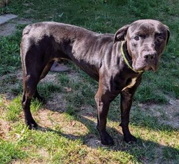 Rescue Labrador Retriever and Cane Corso Dogs for Adoption in Akron, Ohio - WAYNE | PetCurious