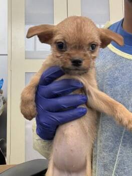 Mixed Breed Dogs Available for Adoption - VIOLET | PetCurious