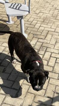 Pit Bull Terrier Dogs Available for Adoption in Dallas, Texas - SKIP | PetCurious