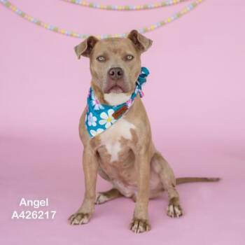 Pit Bull Terrier and Mixed Breed Dogs Available for Adoption in Conroe, Texas - ANGEL | PetCurious