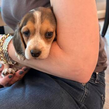 Beagle Dogs Available for Adoption in Durham, North Carolina - Smirk | PetCurious