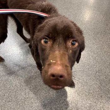Mr. Noodle -  Mixed Breed Dog for Adoption in Allentown, Pennsylvania - Mr. Noodle | PetCurious