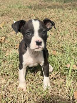 Murphy -  Pit Bull Terrier Dog for Adoption in Welling, Oklahoma - Murphy | PetCurious