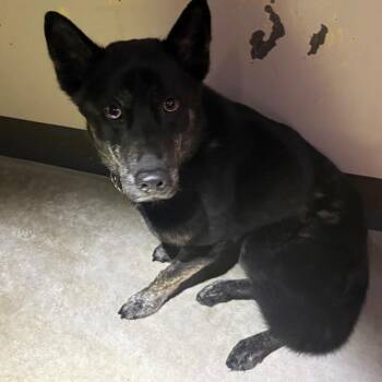 Scarr -  German Shepherd Dog Dog for Adoption in San Gabriel, California - Scarr | PetCurious